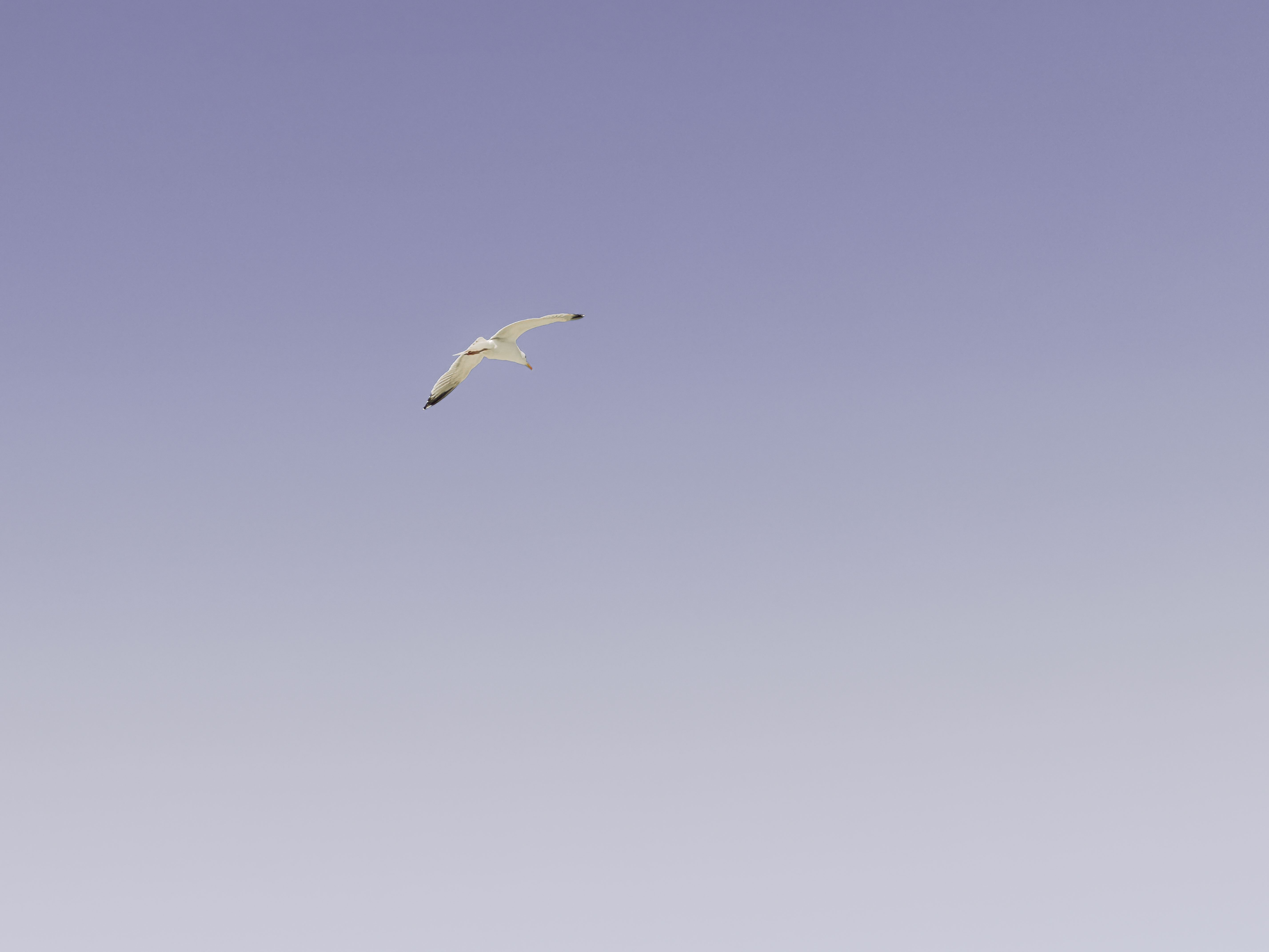 Vogel im Himmel